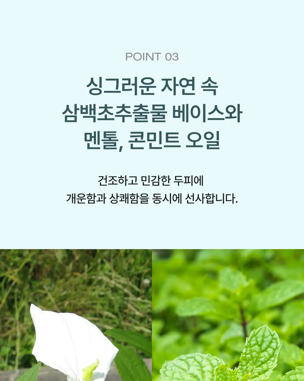 [성분천재/떡짐샴푸] 청미정 박하 쿨 샴푸 500ml (단품/기획) 상세페이지 14
